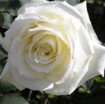 Роза чайно-гибридная Avalanсhe (Аваланж), 30-40 см 