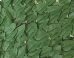 Декоративное зеленое покрытие "Листья" 100х200см
