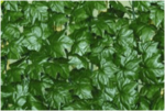 Декоративное зеленое покрытие "Темный вьюнок" 100х300см