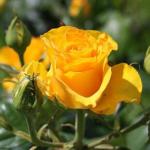 Роза чайно-гибридная "Ландора", саженец 20 см