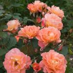 Роза плетистая Korwest (Корвест), саженец 20 см