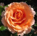 Троянда паркова Lord Byron (Лорд Байрон), 30-40 см. 