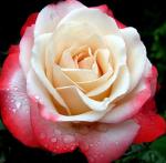 Троянда парфум чайно-гібридна Parfume de Night & Day (День і ніч) саджанець 20 см.
