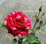 Троянда "Сорбіт Фрайт", 40-50 см