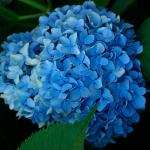 Гортензія "Hydrangea macrophylla Nikko Blue", С3л										