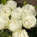 Роза полиантовая "Morsdag White" (Морсдаг Вайт), саженец, 30-40 см