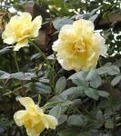 Троянда 'Голден Шауерс', 60-80 см