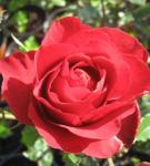 Роза ‘Гранд Гала’, 40-50 см