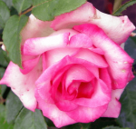 Роза ‘Присцилла’, 40-50 см