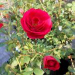 Роза ‘Лейпциг’, 40-50 см
