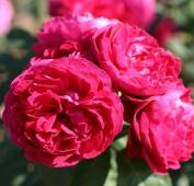 роза Pink Musimara