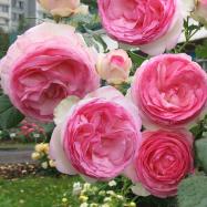роза Eden Rose